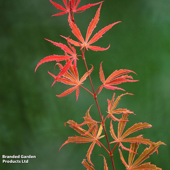 Acer palmatum 'Shirazz'