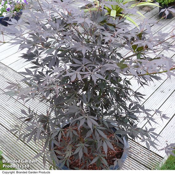 Acer palmatum 'Sumi-nagashi'