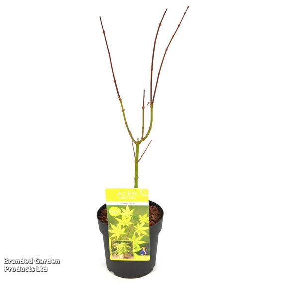 Acer palmatum 'Summer Gold'