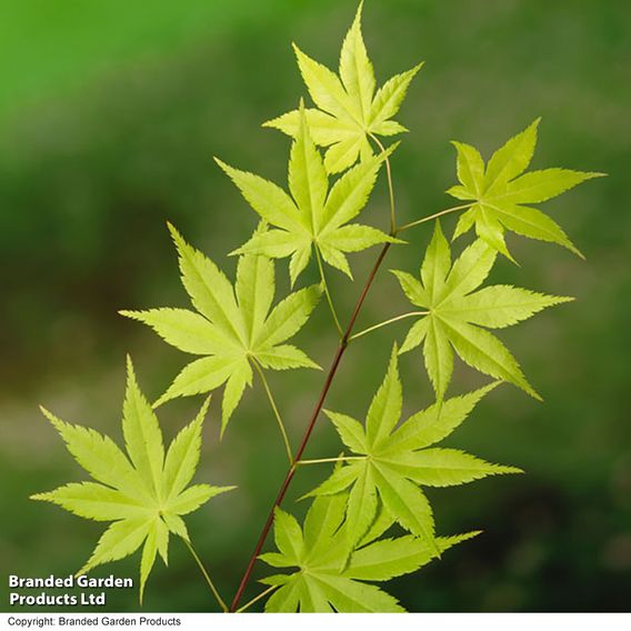 Acer palmatum 'Summer Gold'