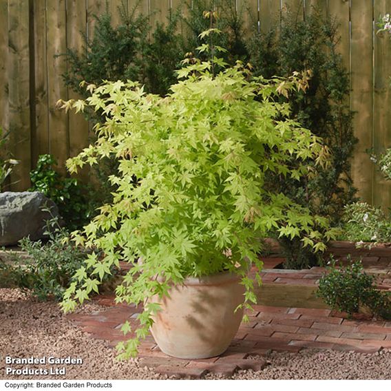 Acer palmatum 'Summer Gold'