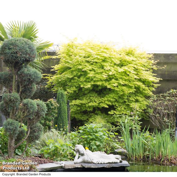 Acer palmatum 'Summer Gold'