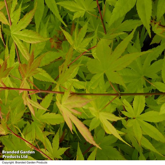 Acer palmatum 'Summer Gold'