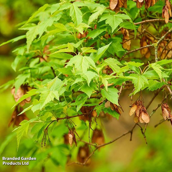 Acer tataricum ginnala (Mature Tree)