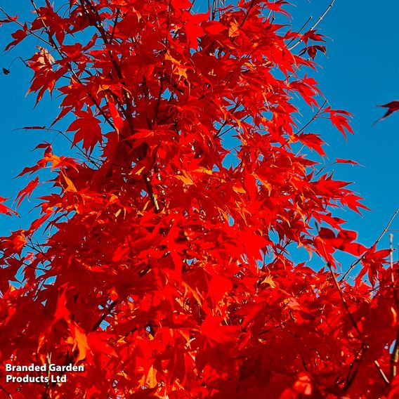 Acer tataricum ginnala (Mature Tree)