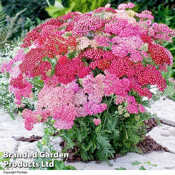 Achillea millefolium 'Summer Pastels'