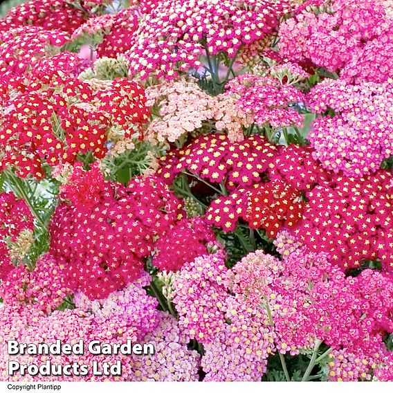 Achillea millefolium 'Summer Pastels'