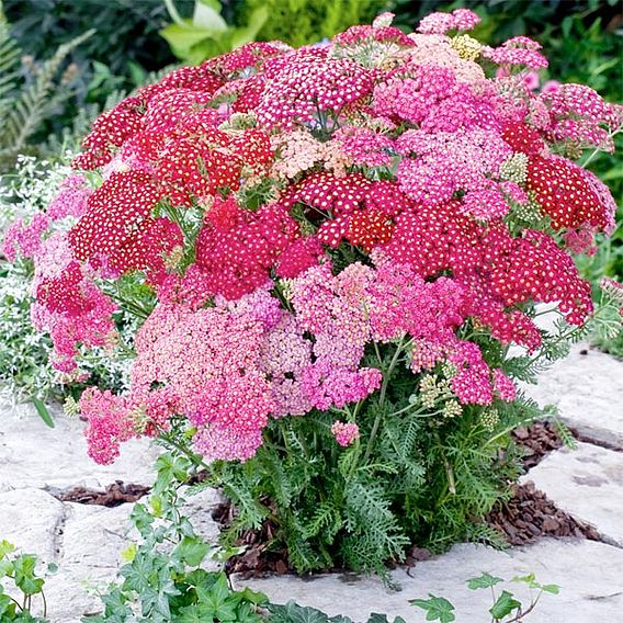 Achillea millefolium 'Summer Pastels'