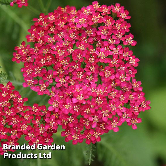 Achillea 'Cerise Queen' | Suttons