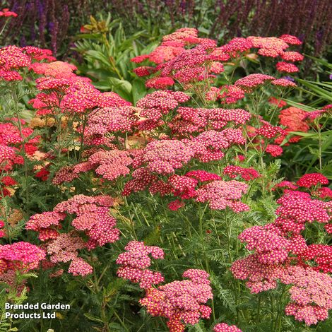 Perfect Perennial Collection