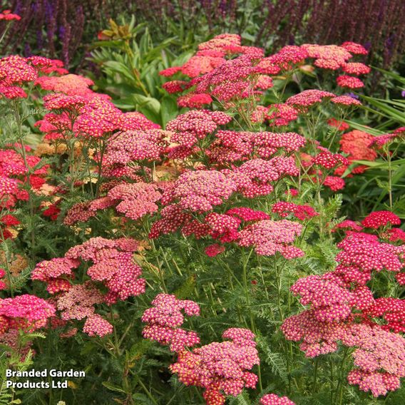 Perfect Perennial Collection