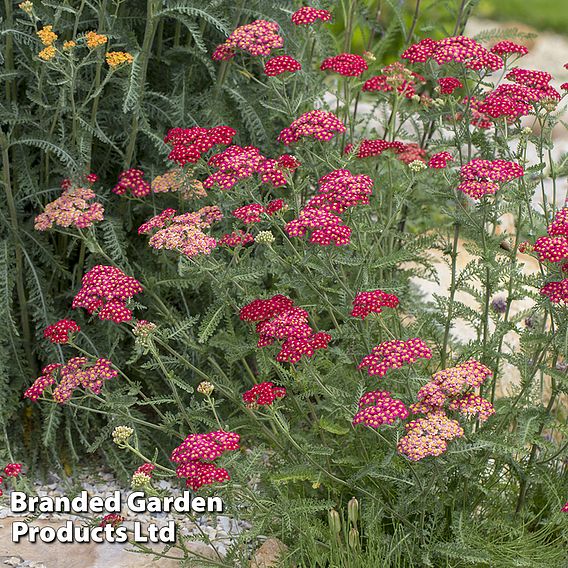 Achillea millefolium 'Cerise Queen'