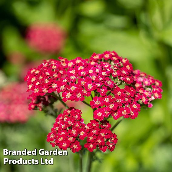 Achillea millefolium 'Cerise Queen'