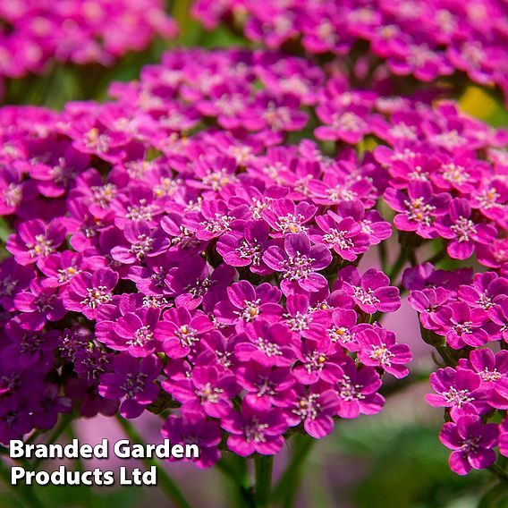 Achillea millefolium 'Lilac Beauty' | Suttons