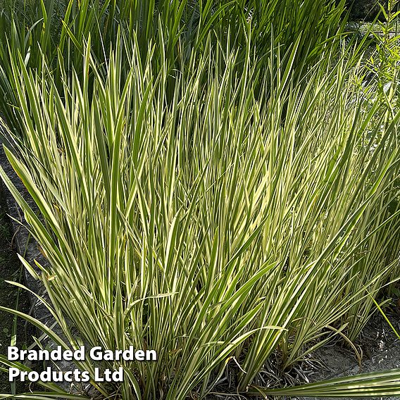 Acorus gramineus 'Argenteostriatus' (Marginal Aquatic/Bog Garden)