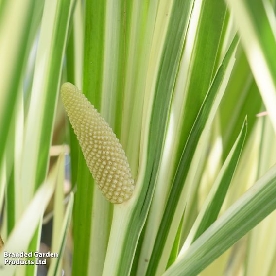 Acorus calamus 'Variegata' (Marginal Aquatic)