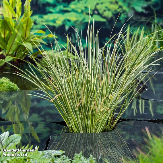 Acorus gramineus 'Variegatus' (Marginal Aquatic)