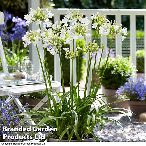 Agapanthus Blue & White Collection