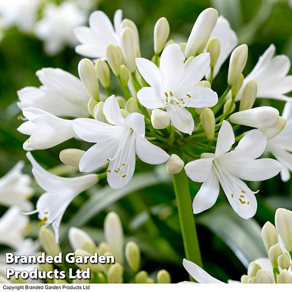 Agapanthus Blue & White Collection