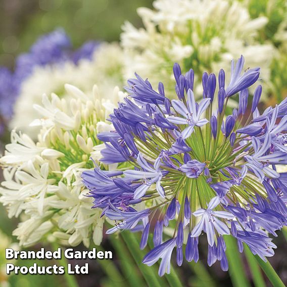 Agapanthus Blue & White Collection