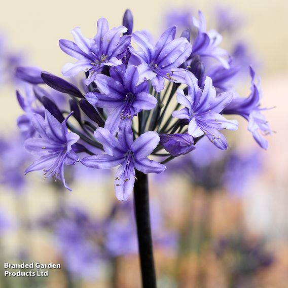 Agapanthus 'Black Arrow'