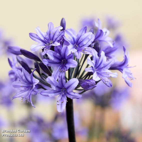 Agapanthus 'Black Arrow'