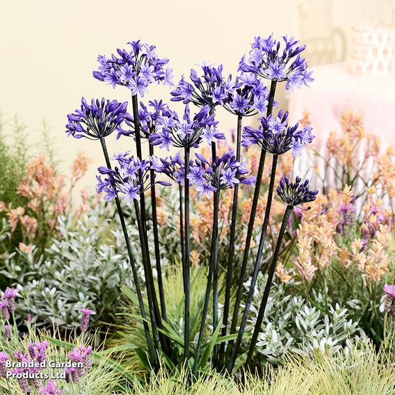 Agapanthus 'Black Arrow'