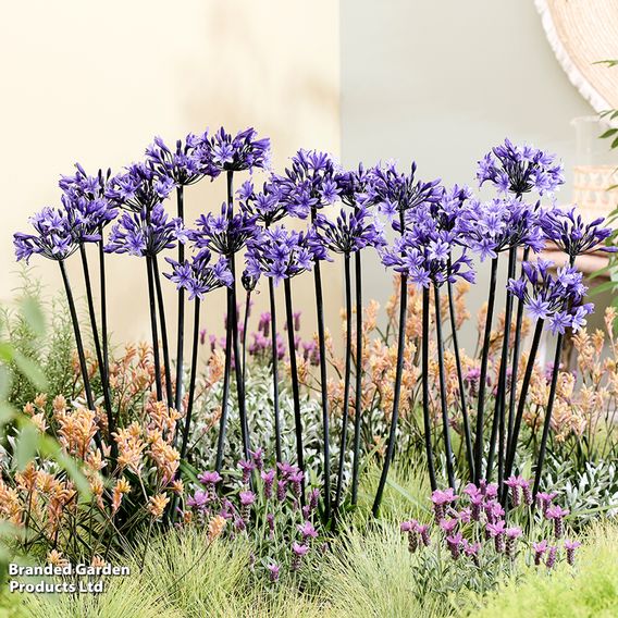 Agapanthus 'Black Arrow'
