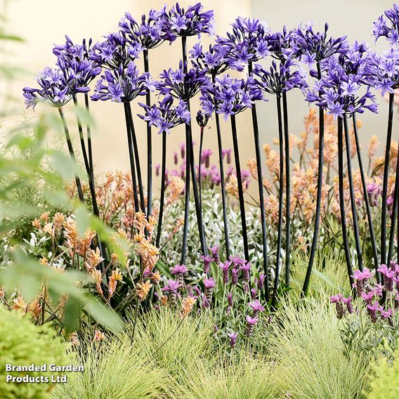Agapanthus 'Black Arrow'
