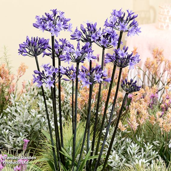 Agapanthus 'Black Arrow'