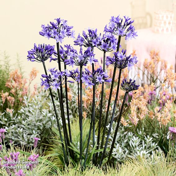 Agapanthus 'Black Arrow'