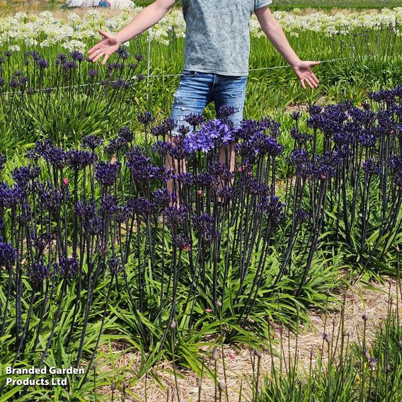 Agapanthus 'Black Arrow'
