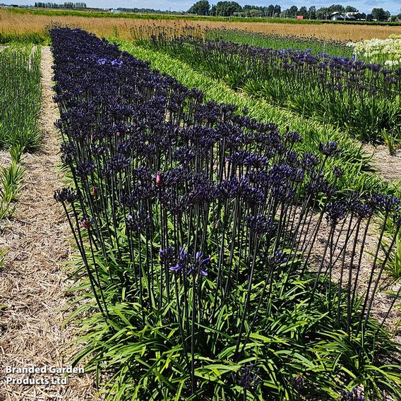 Agapanthus 'Black Arrow'