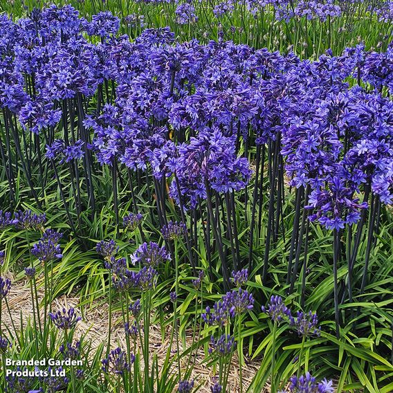 Agapanthus 'Black Arrow'
