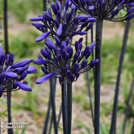 Agapanthus 'Black Arrow'