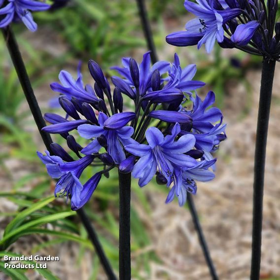 Agapanthus 'Black Arrow'