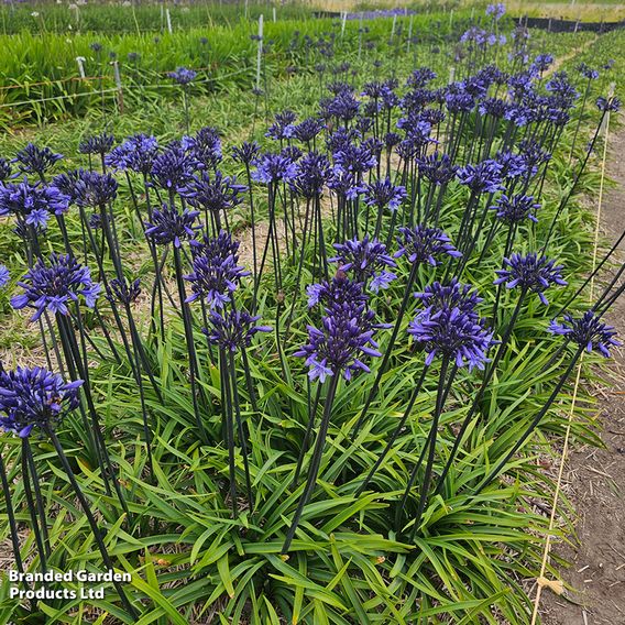 Agapanthus 'Black Arrow'