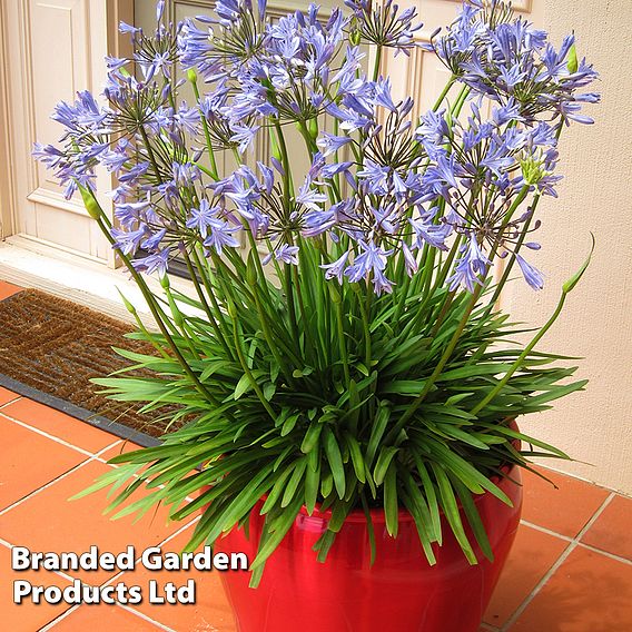 Agapanthus 'Blue Storm'
