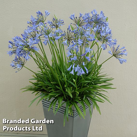 Agapanthus 'Blue Storm'