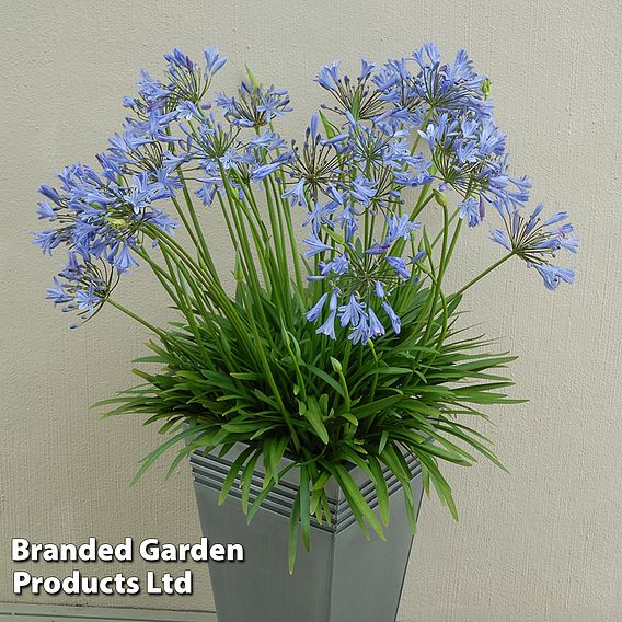 Agapanthus 'Bluestorm'