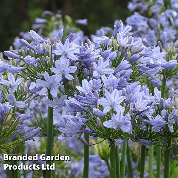 Agapanthus 'Bluestorm'