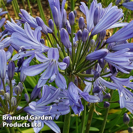 Agapanthus 'Blue Storm'