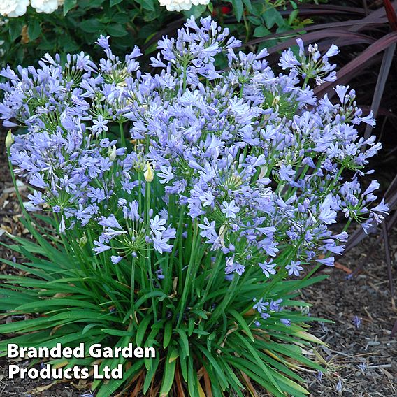 Agapanthus 'Bluestorm'