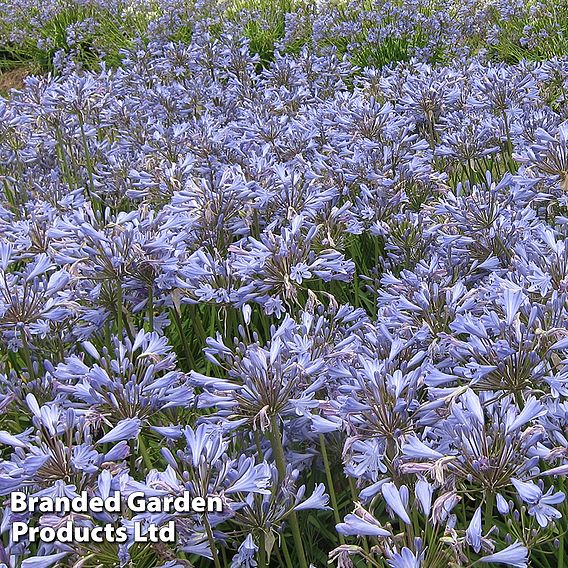 Agapanthus 'Blue Storm'