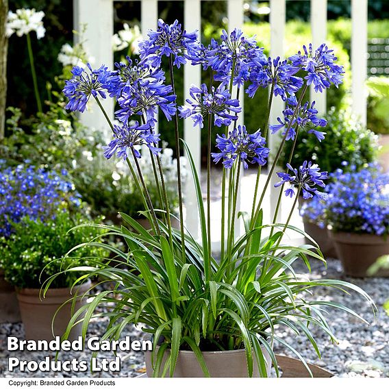 Agapanthus 'Queen Of The Ocean'