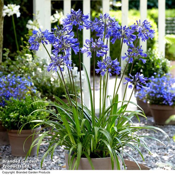 Summer Plant & Bulb Bundle