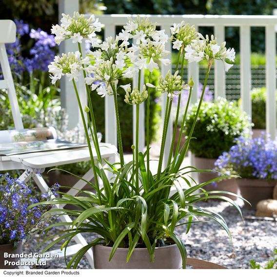 Summer Plant & Bulb Bundle