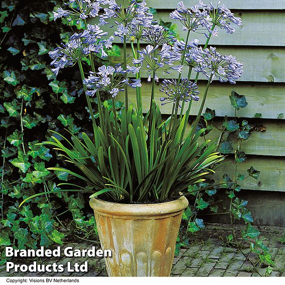 Agapanthus 'Queen Of The Ocean'