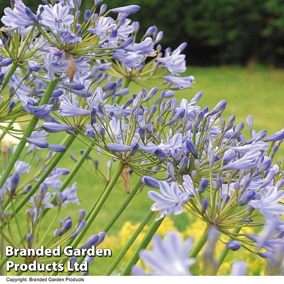 Agapanthus 'Queen Of The Ocean'