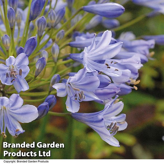 Agapanthus 'Queen Of The Ocean'